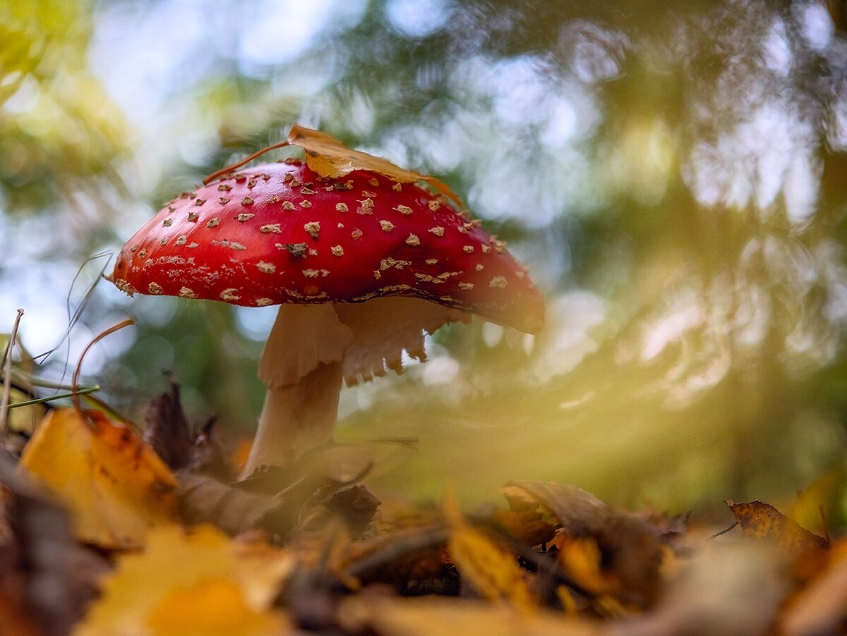 Мухомор под листопадом. Фото Елены БЕЛОЗОРОВОЙ.
