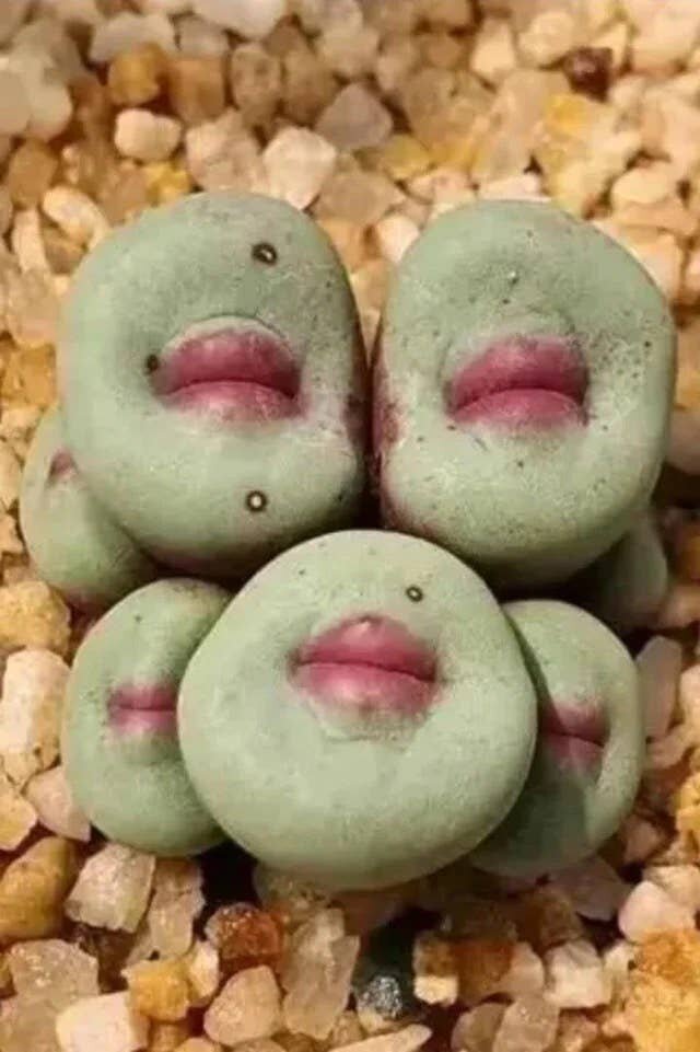 Но кому-то они покажутся милыми ^^