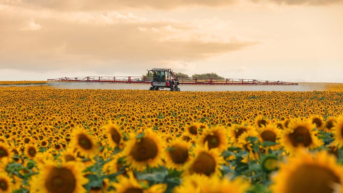 Фото: agrifac.com. О применении фунгицидов на подсолнечнике и вредоносности заболеваний