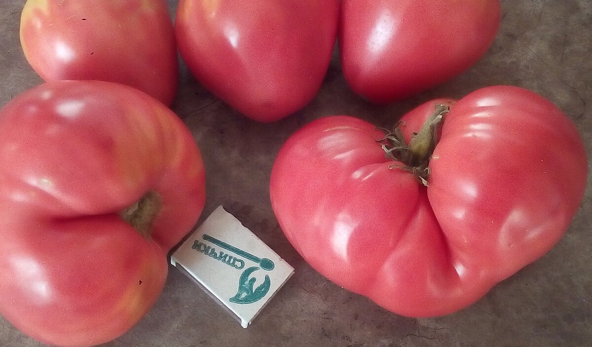 Томат Кардио зажигает . Фото автора