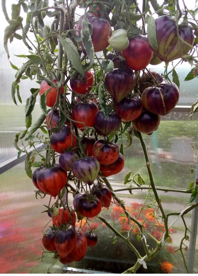 Скриншот яндек Картинки