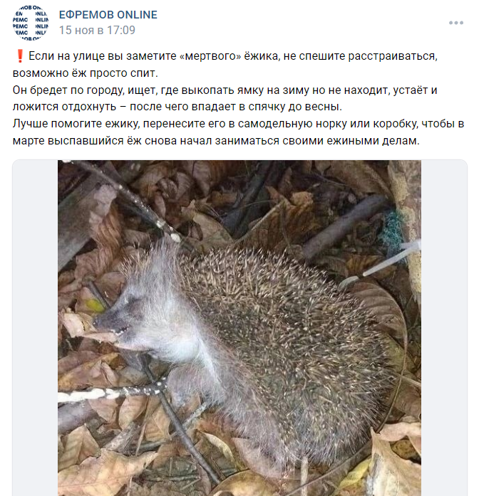 Еж впадает в спячку. Когда Ёжики впадают в спячку. Ежи ушли в спячку. Ежик проснулся.