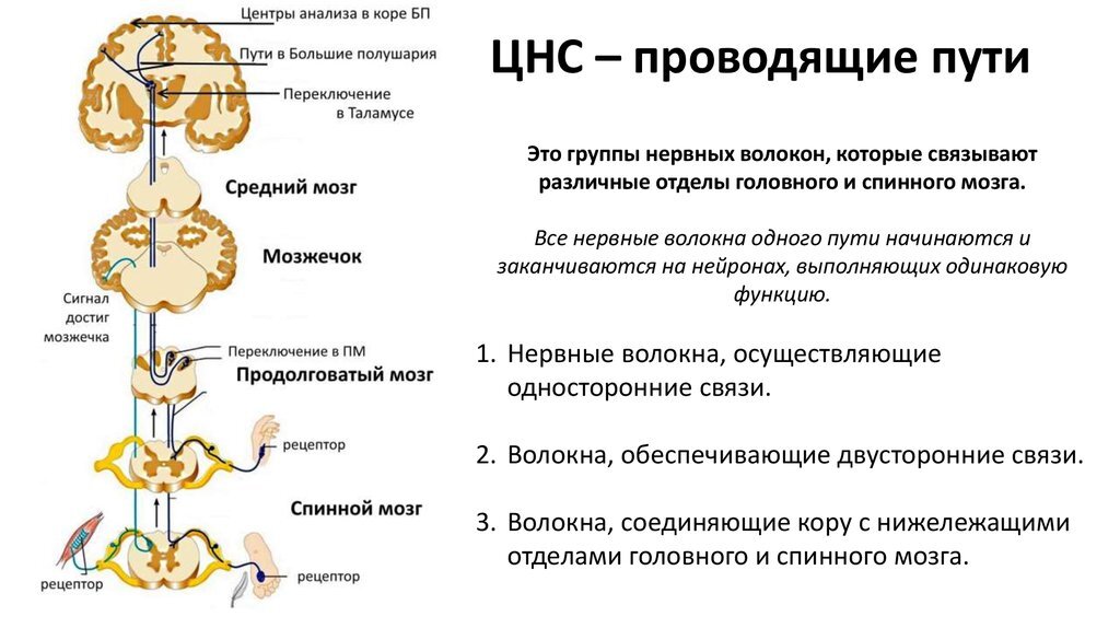 Тремор новорожденного - это нормальная приспособительная реакция организма ребёнка. Но иногда она принимает патологические формы.-2