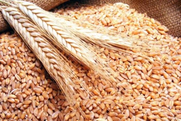 Источник фото: agropraktika.com