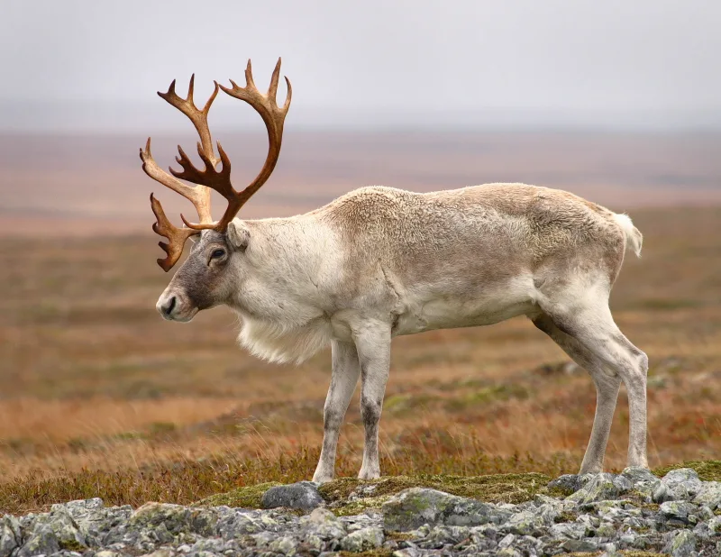 Северный олень