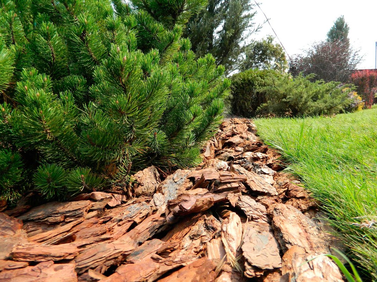 Мульта. Садовый центр Green Space 