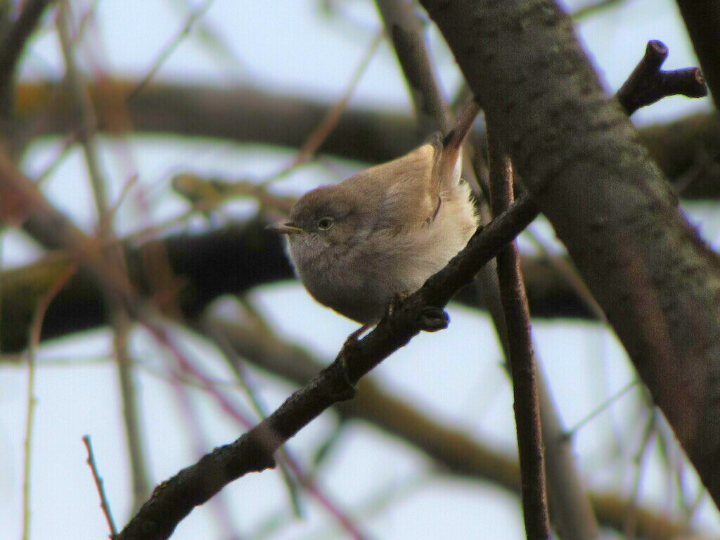 Пустынная славка, 15 ноября, Кировская область, фото Людмилы Батиной