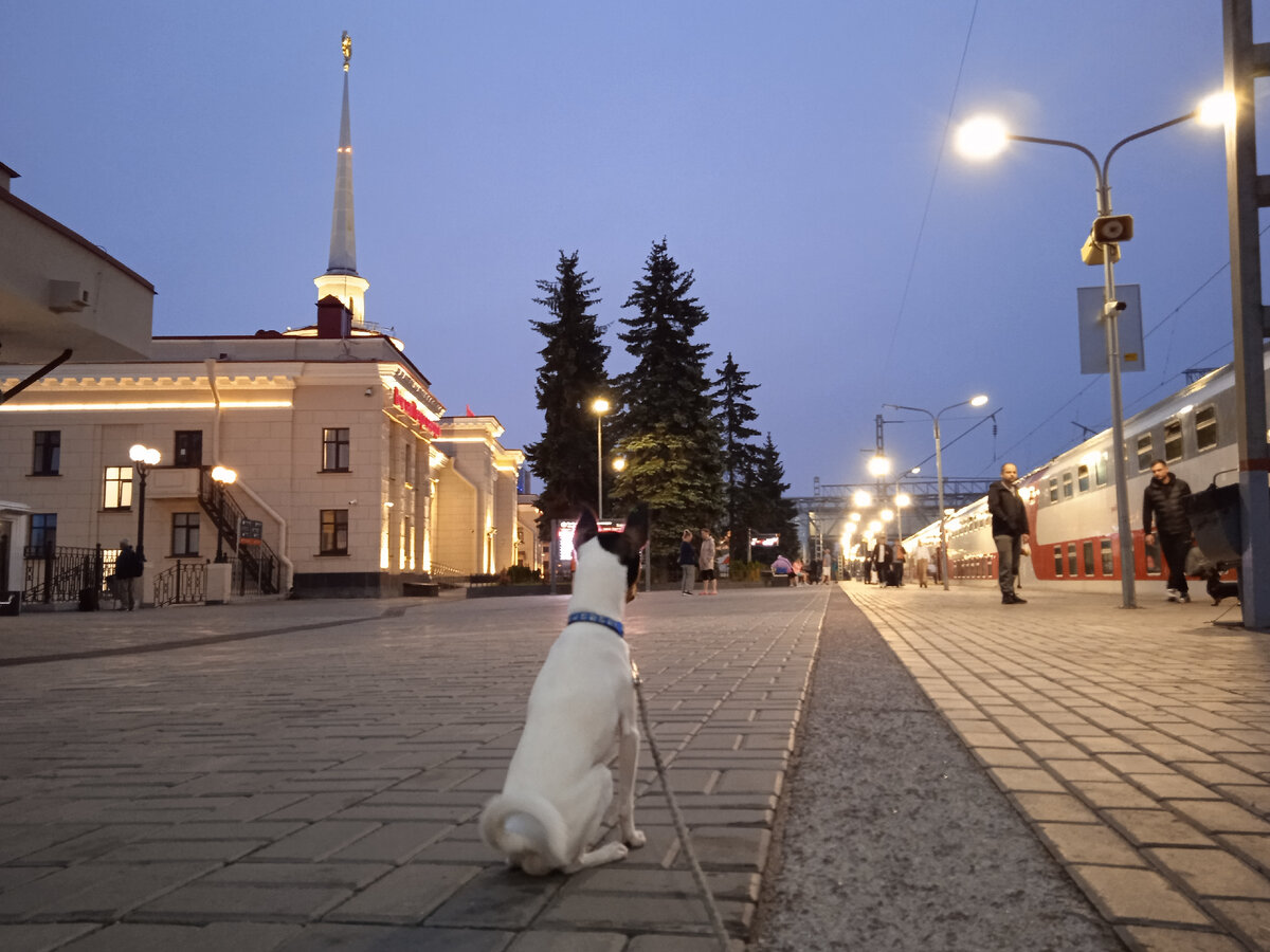 Первое путешествие с четвероногим другом. Как оно? | Окружайка | Дзен