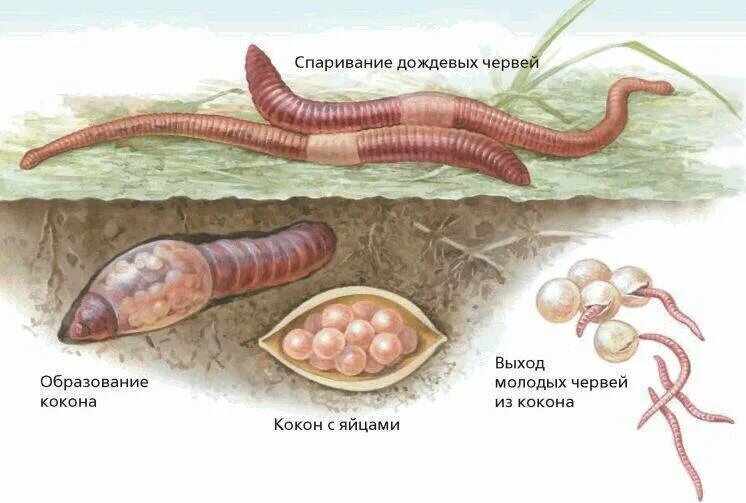 Размножение дождевых червей. 