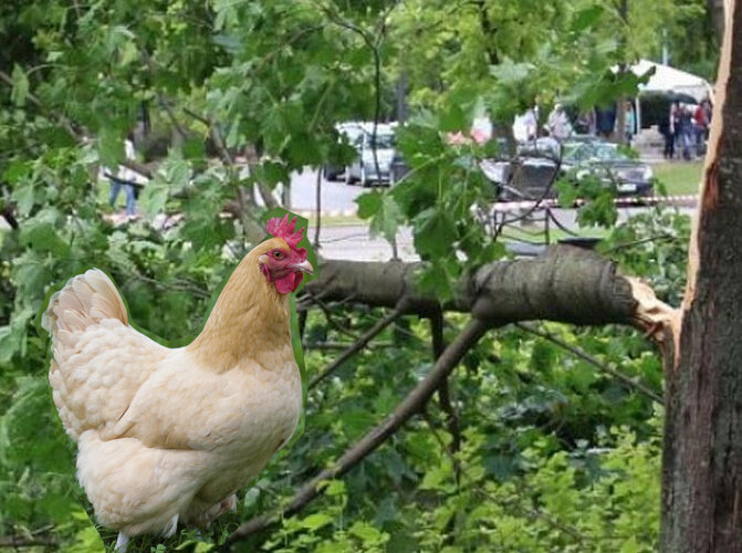 Фотомонтаж для иллюстрации из свободных источников.