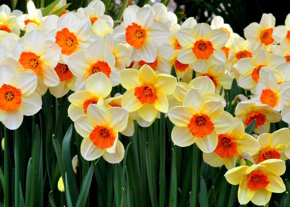 Нарциссы обыкновенные из Интернета 