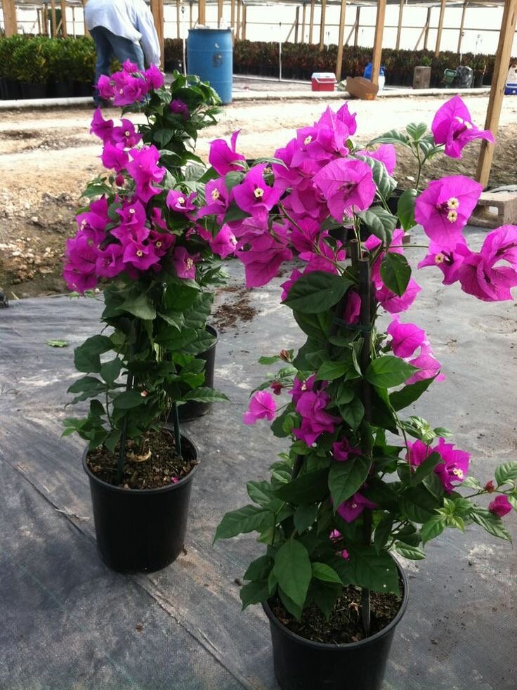 Бугенвиллия 