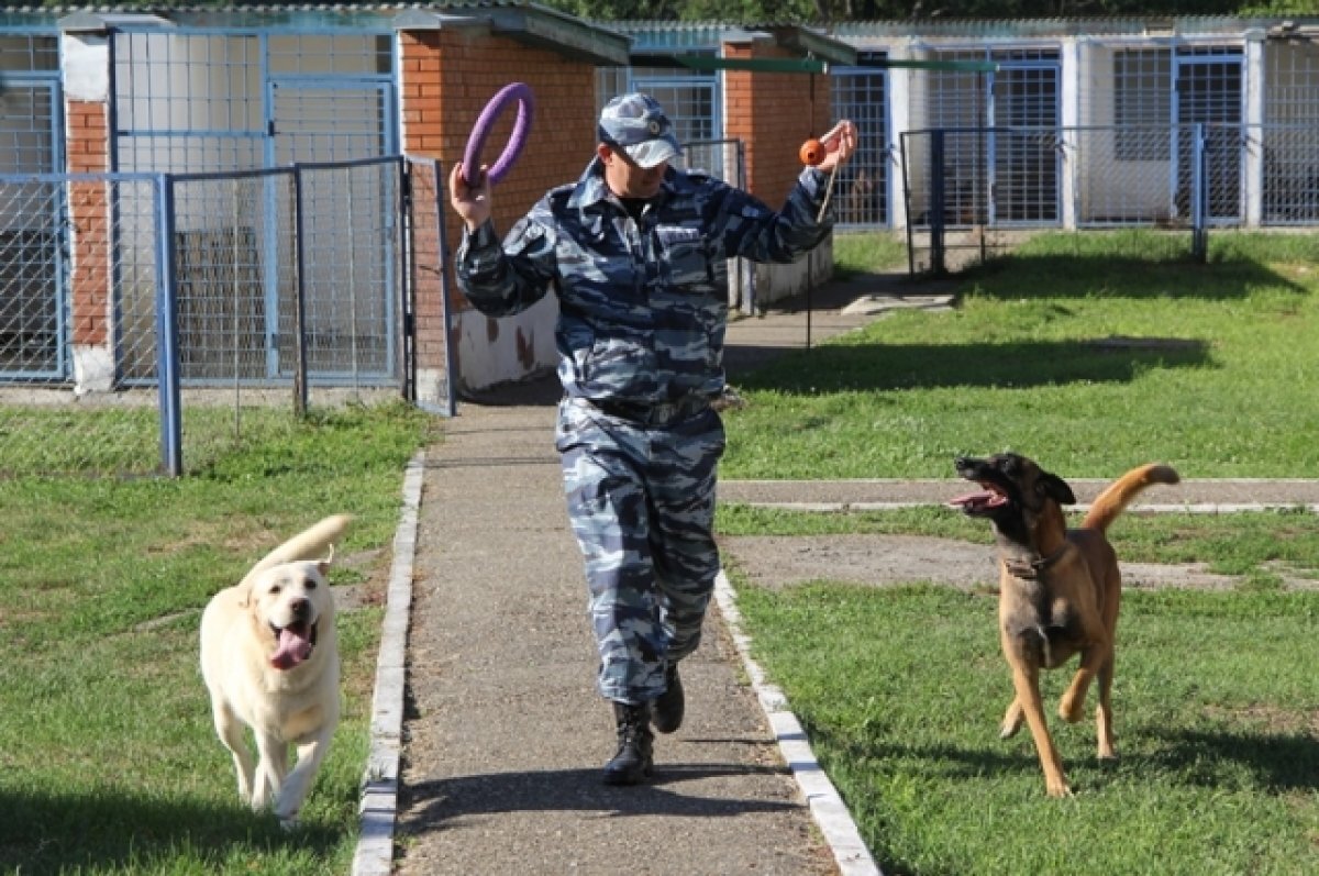    Александр со своими подопечными - Сэром и Шармом.