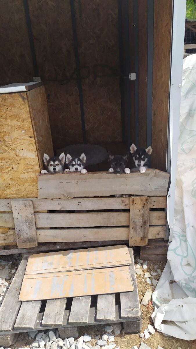 подкинутые хасятки