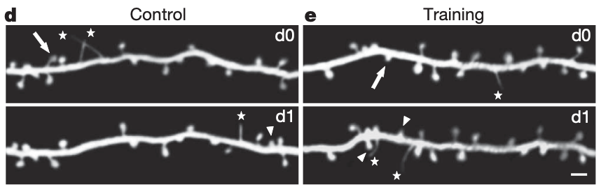     Дендриты нейронов контралатеральной моторной коры мышей до обучения и на после него Tonghui Xu et al. / Nature, 2009