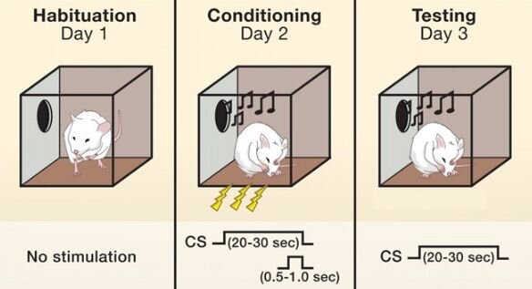     Обусловливание страха у крыс Joshua P. Johansen et al. / Cell, 2011