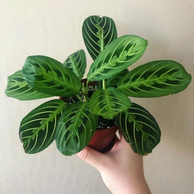 Маранта керховена