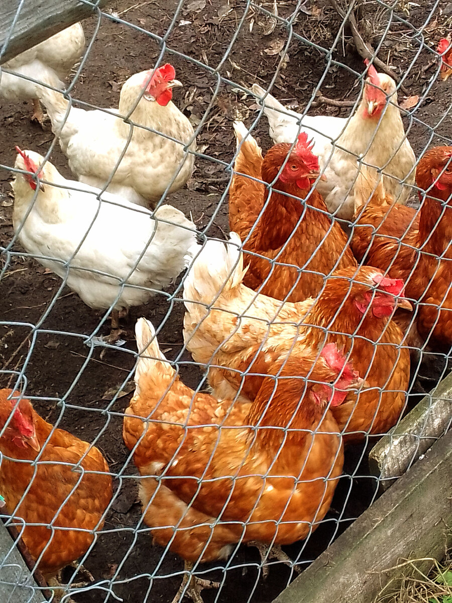 Стоят, ждут травки)