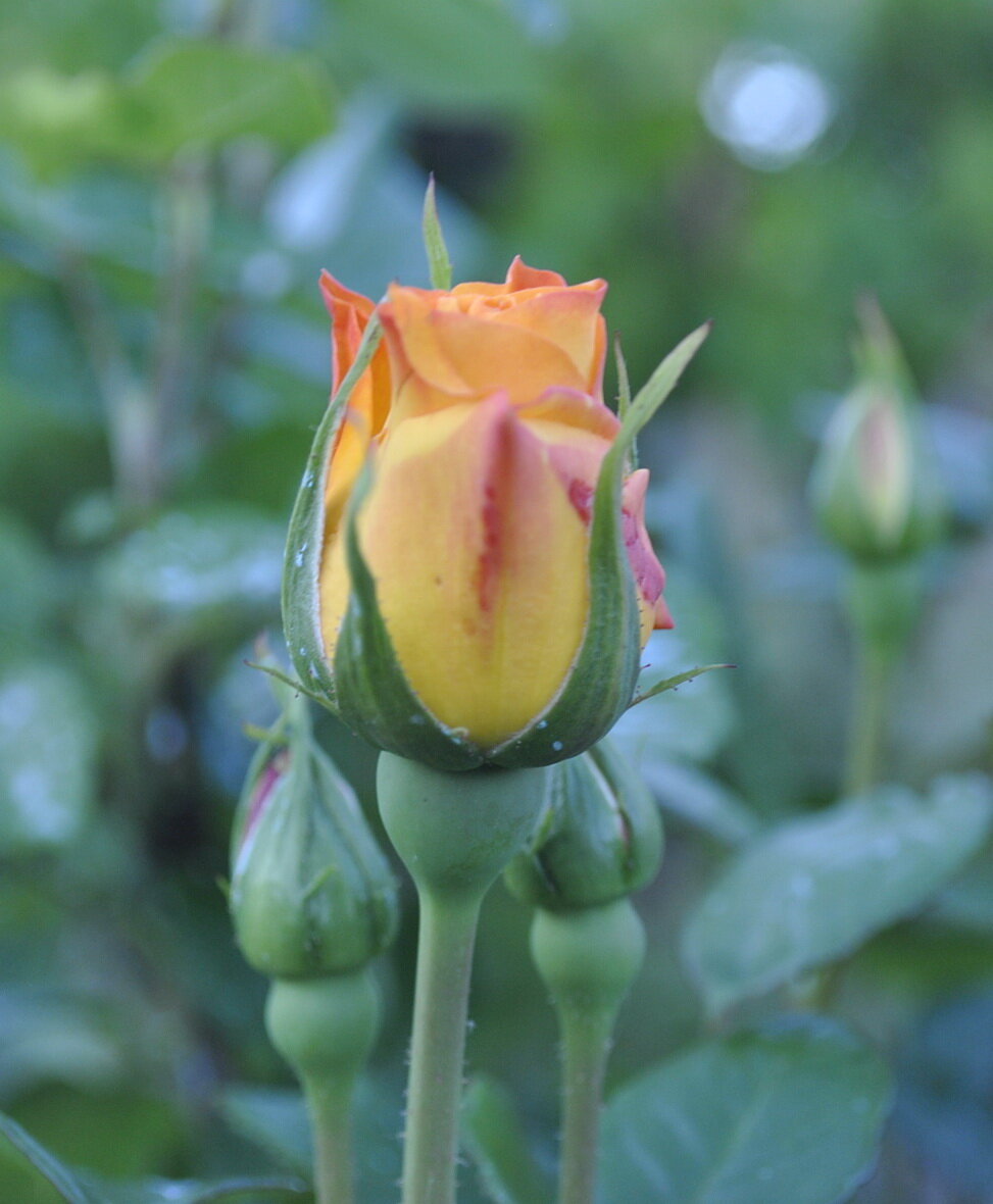 из личного архива наши розы