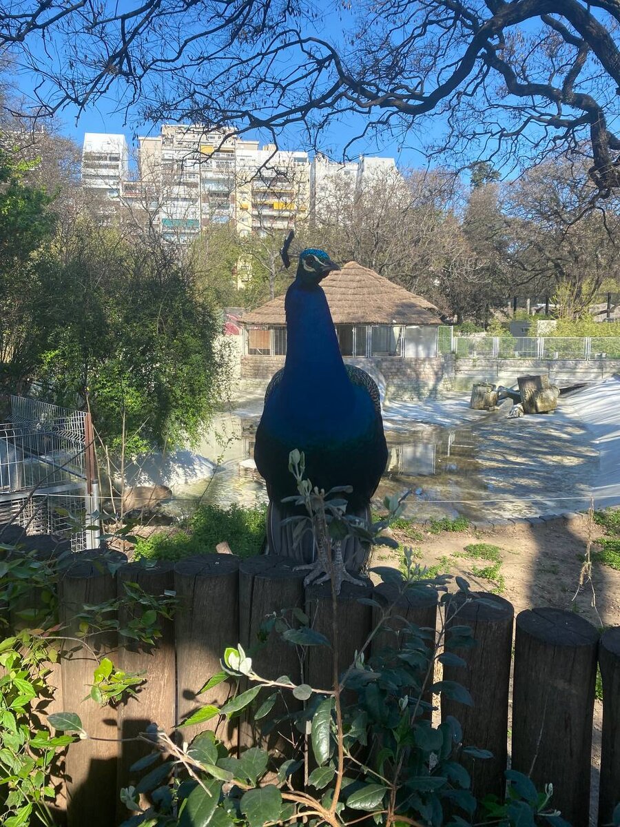 Павлин, протяни руку и погладь))