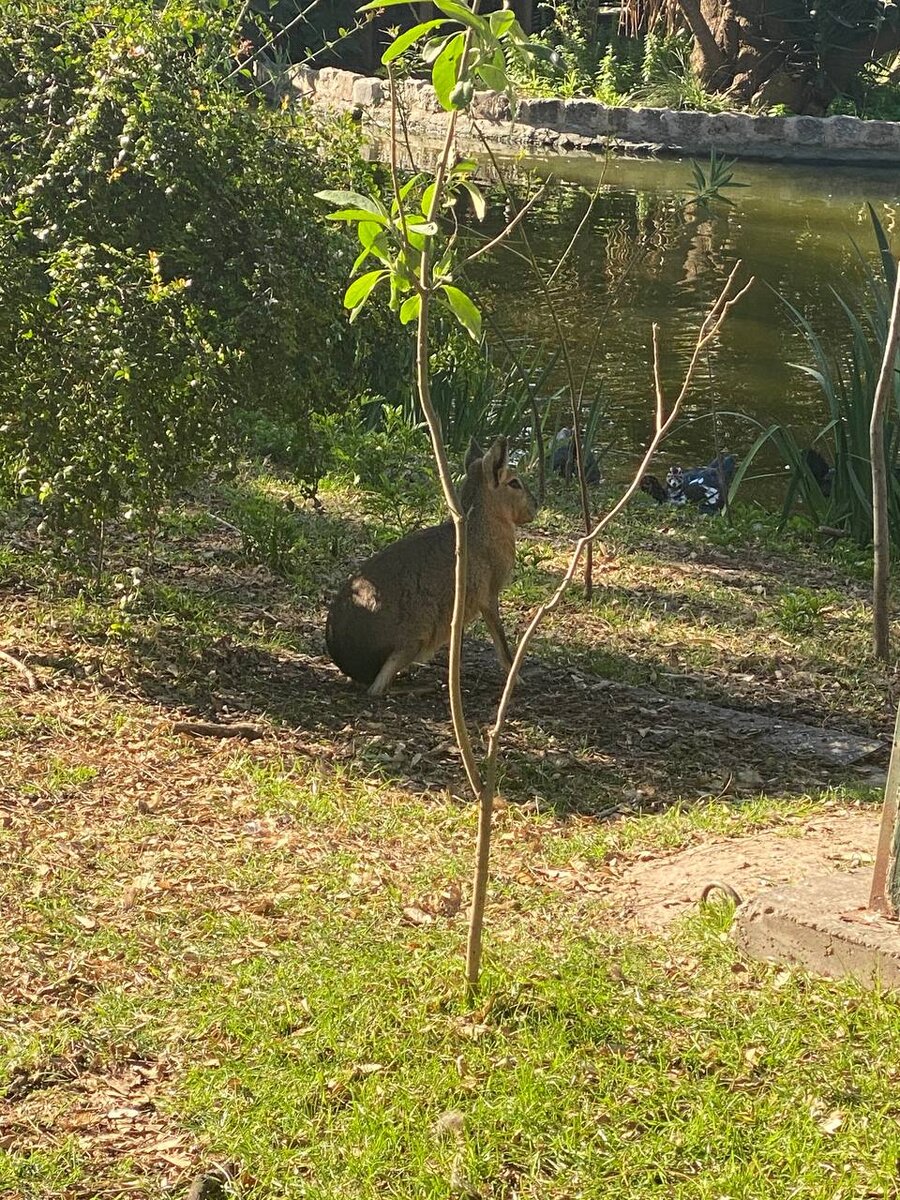 Патагонский заяц - Мара