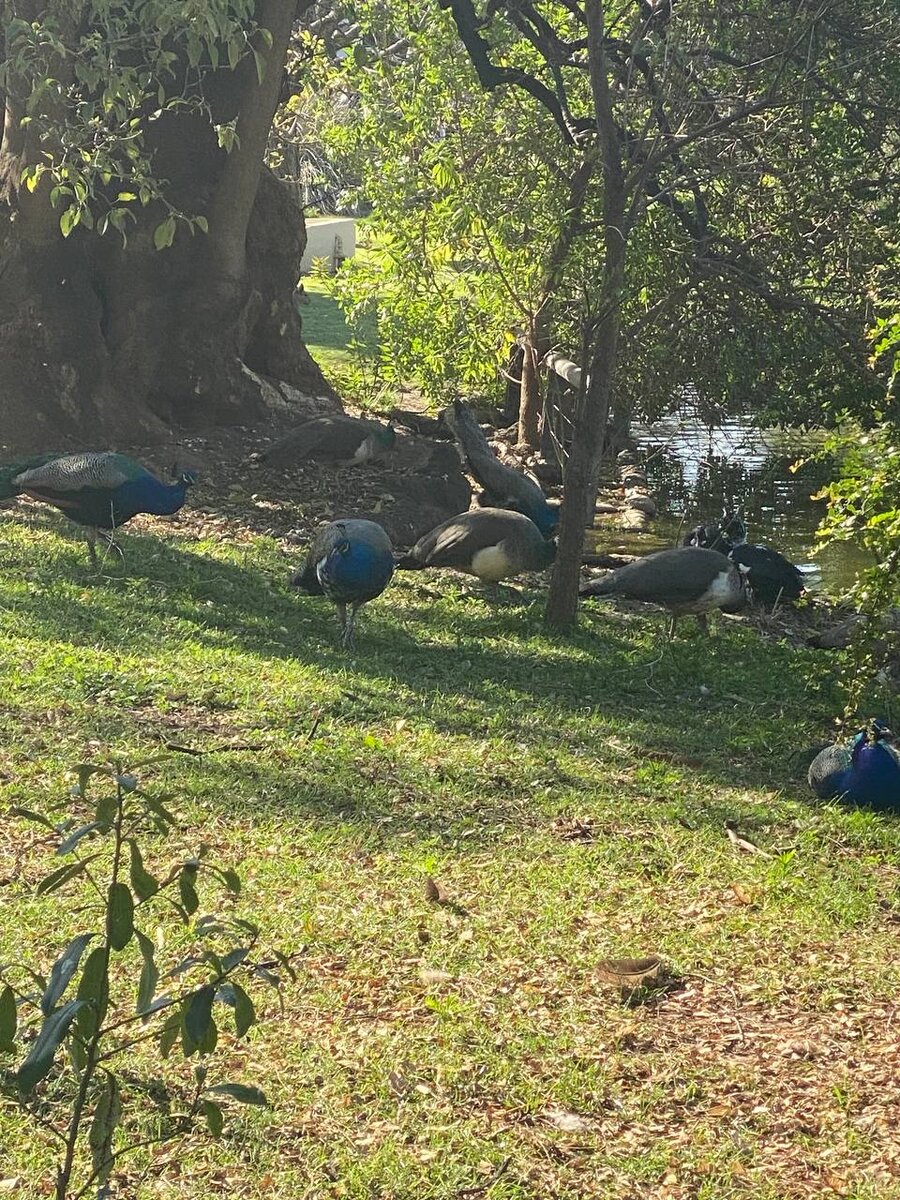 Снова павлины