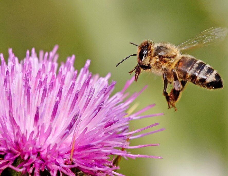 Пчёла собирает нектар