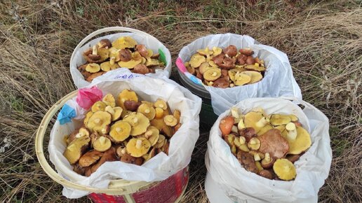 Удачно заехал за грибами, маслята порадовали, сбор грибов 2023 в Крыму ...