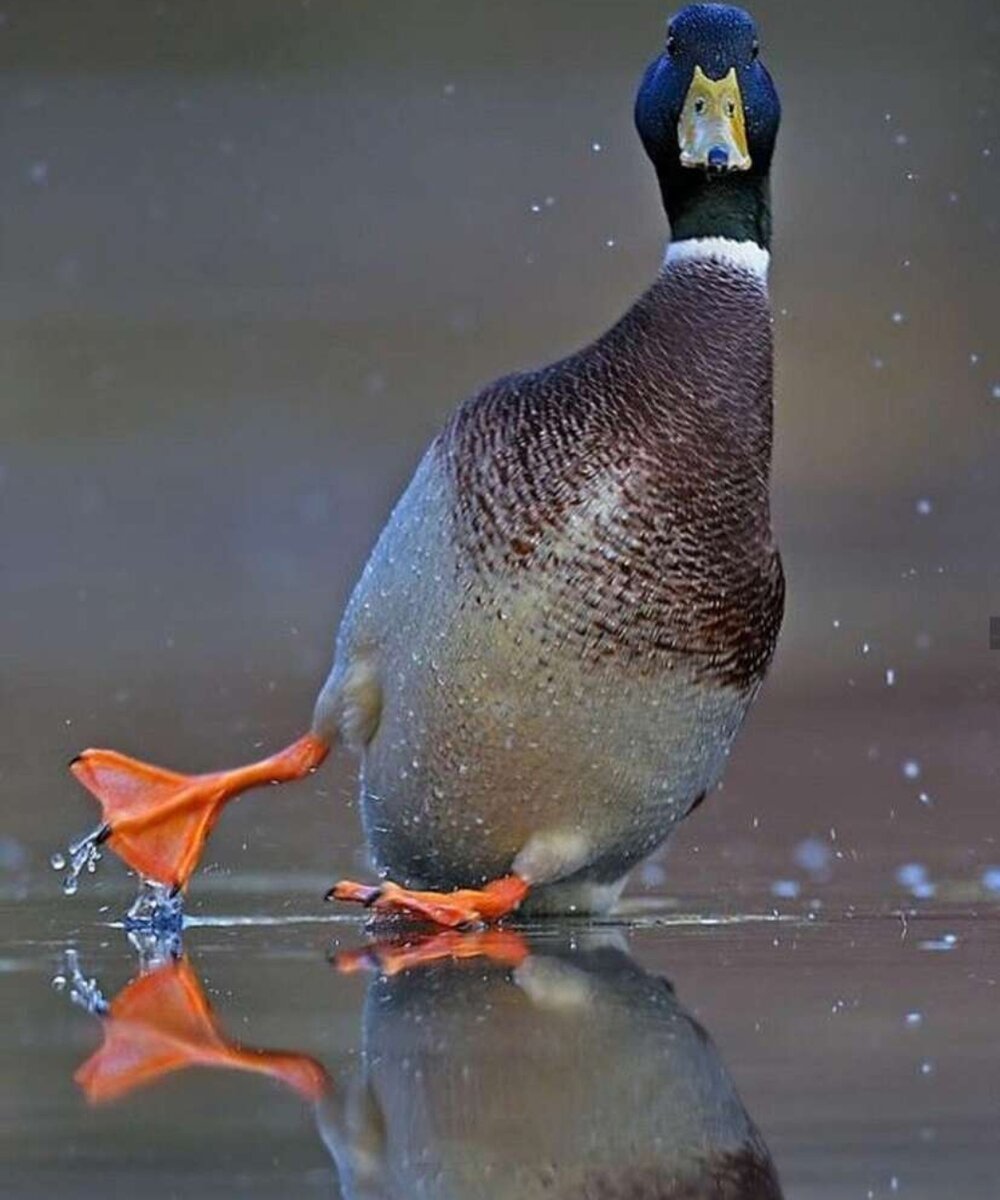 Скользкий тип