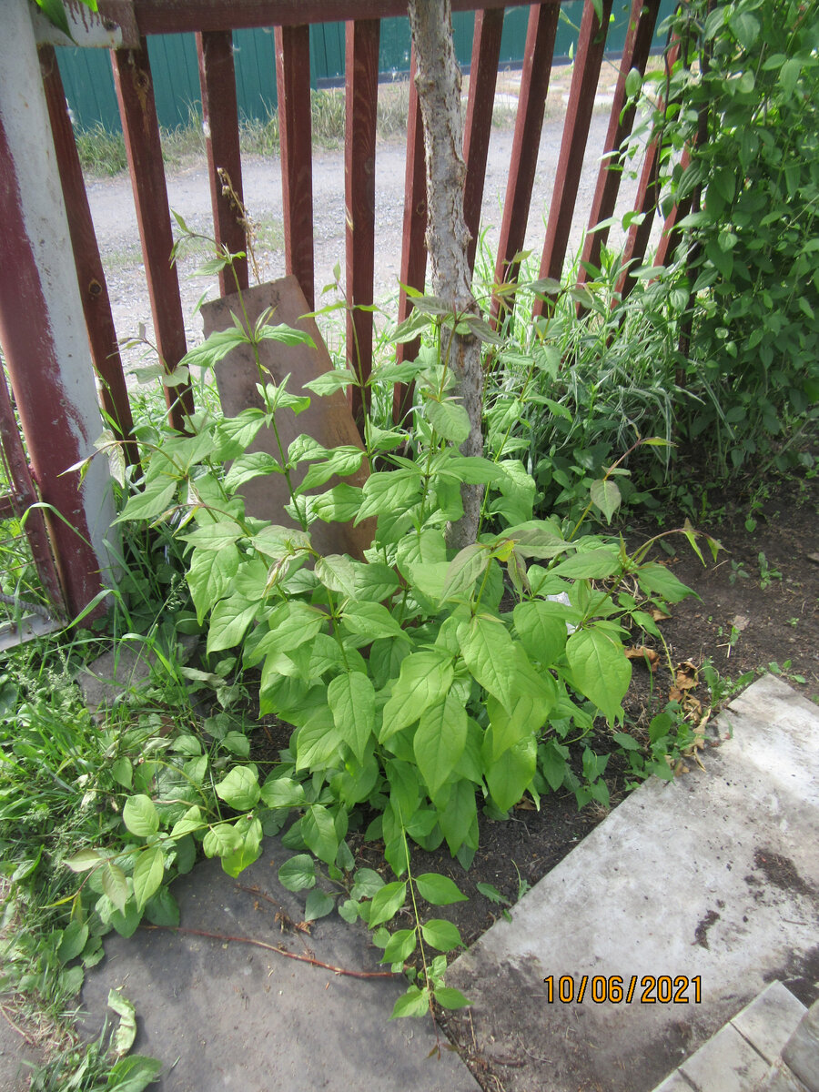 № 35 ) Сирень АМУРСКАЯ ( трескун амурский ) . Декоративный кустарник для  вашей дачи . | Да цветёт оно всё . . . ! ! ! | Дзен