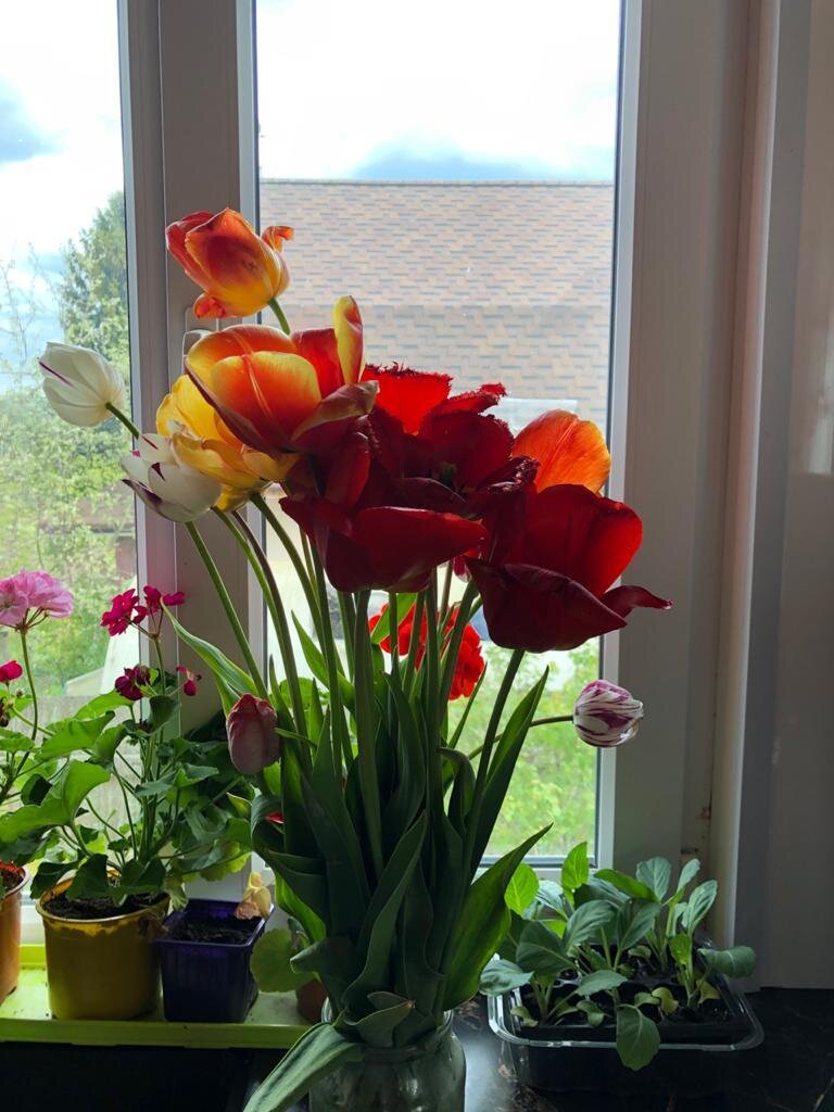 Тюльпаны. Лариса Шамбарова. 3 фото, листайте