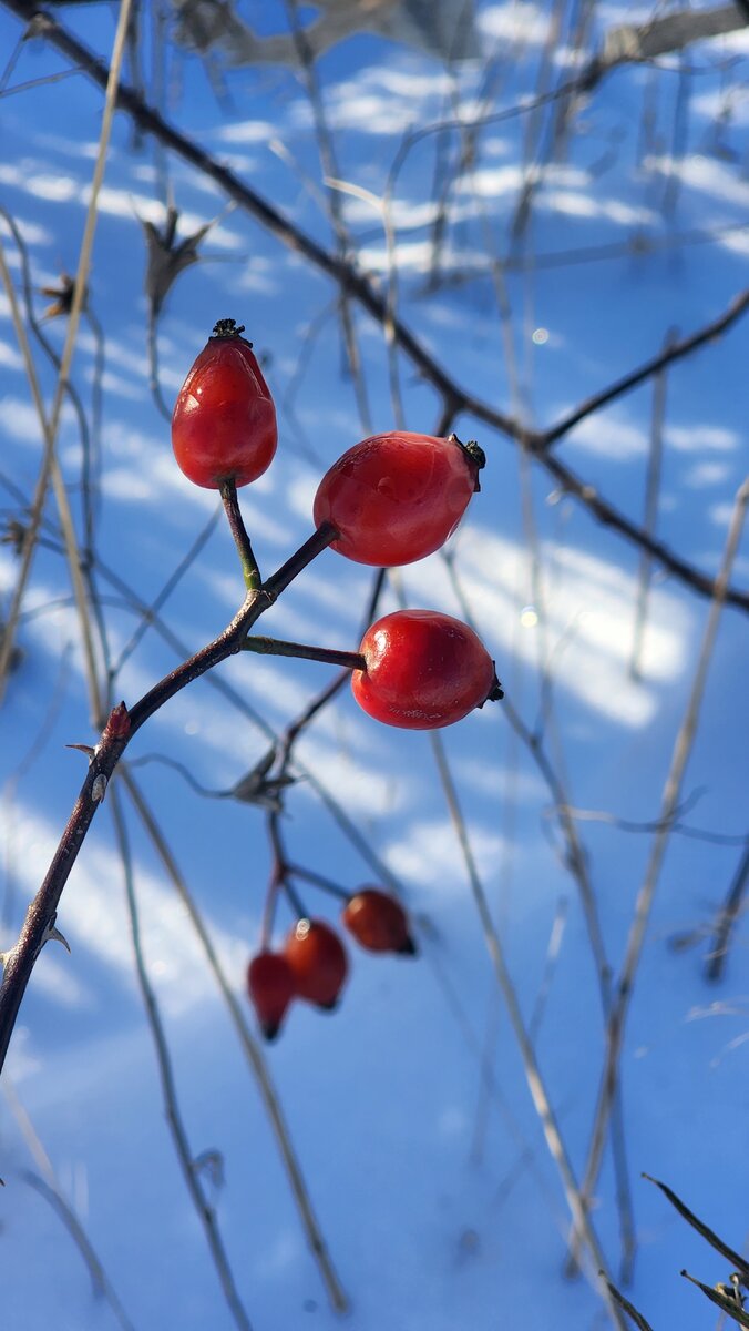 Белое безмолвие донбасской степи | Я путешествую одна | Дзен