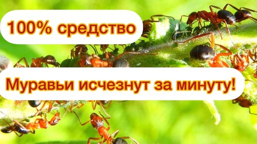 Как избавиться от муравьев на садовом участке: простой народный способ ...