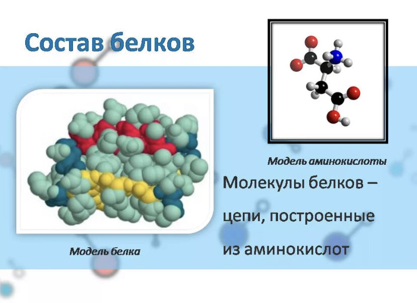 Проект по биологии белки
