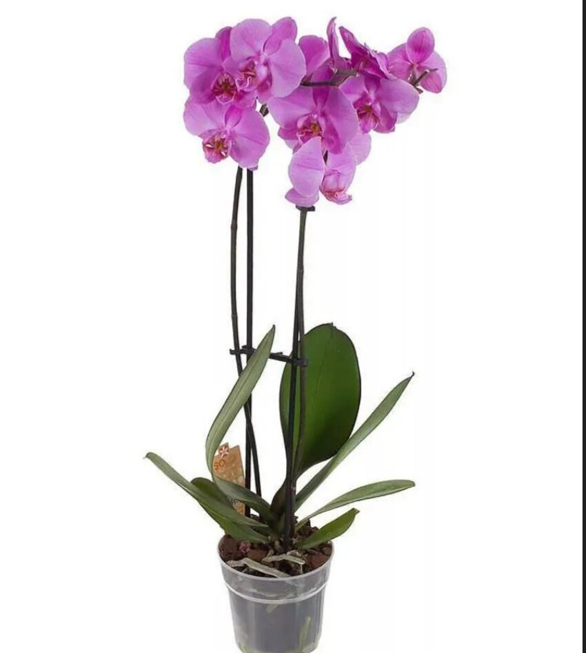 Орхидея фаленопсис - род эпифитных травянистых растений семейства Орхидные