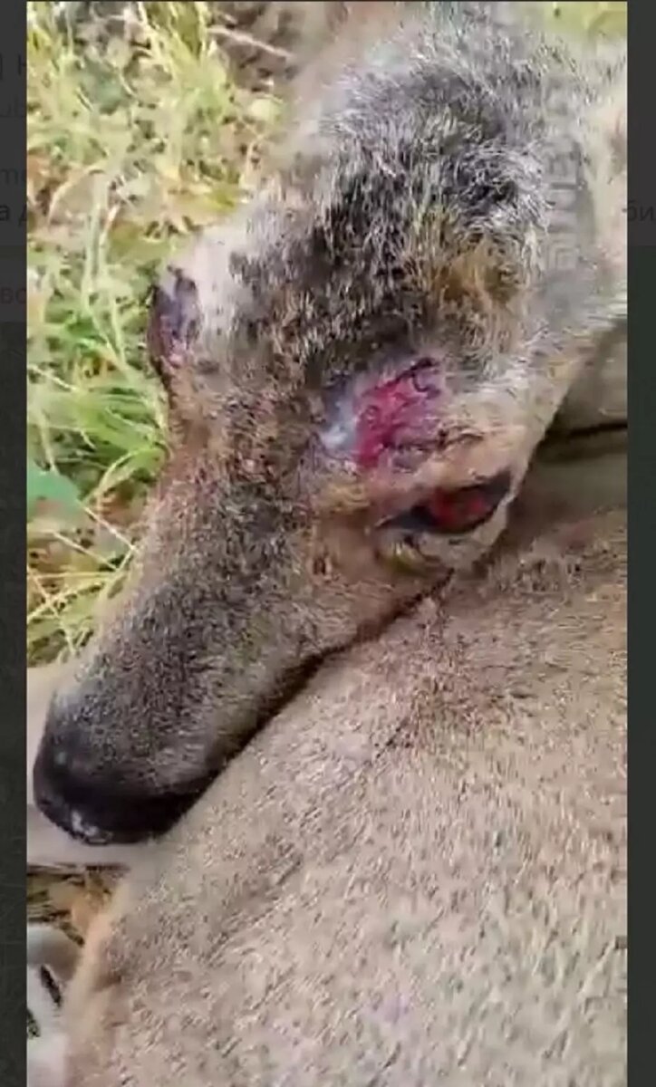 В Курганской области десятки косуль заразились неизвестной болезнью. Фото: Стоп-кадр видео Телеграм-канал News.Ru