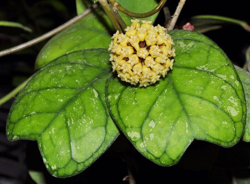 Фото интернет 