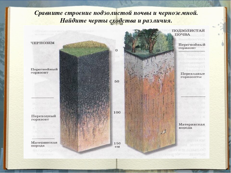 По рисунку 203 расскажите об отличиях подзолистых почв и черноземов кратко