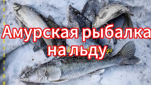 Амурская рыбалка на льду - 16.11.2023🐠❄️🦈