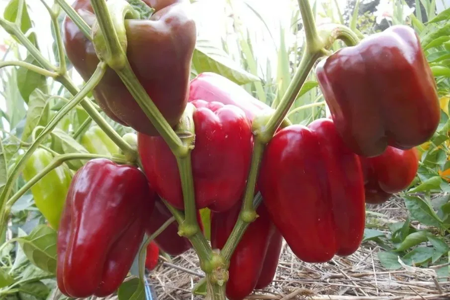 Перец толстой. Сад ц. Семена перец толстый барон. Перец сладкий толстый барон сибирский сад. Перец толстый барон (15шт).