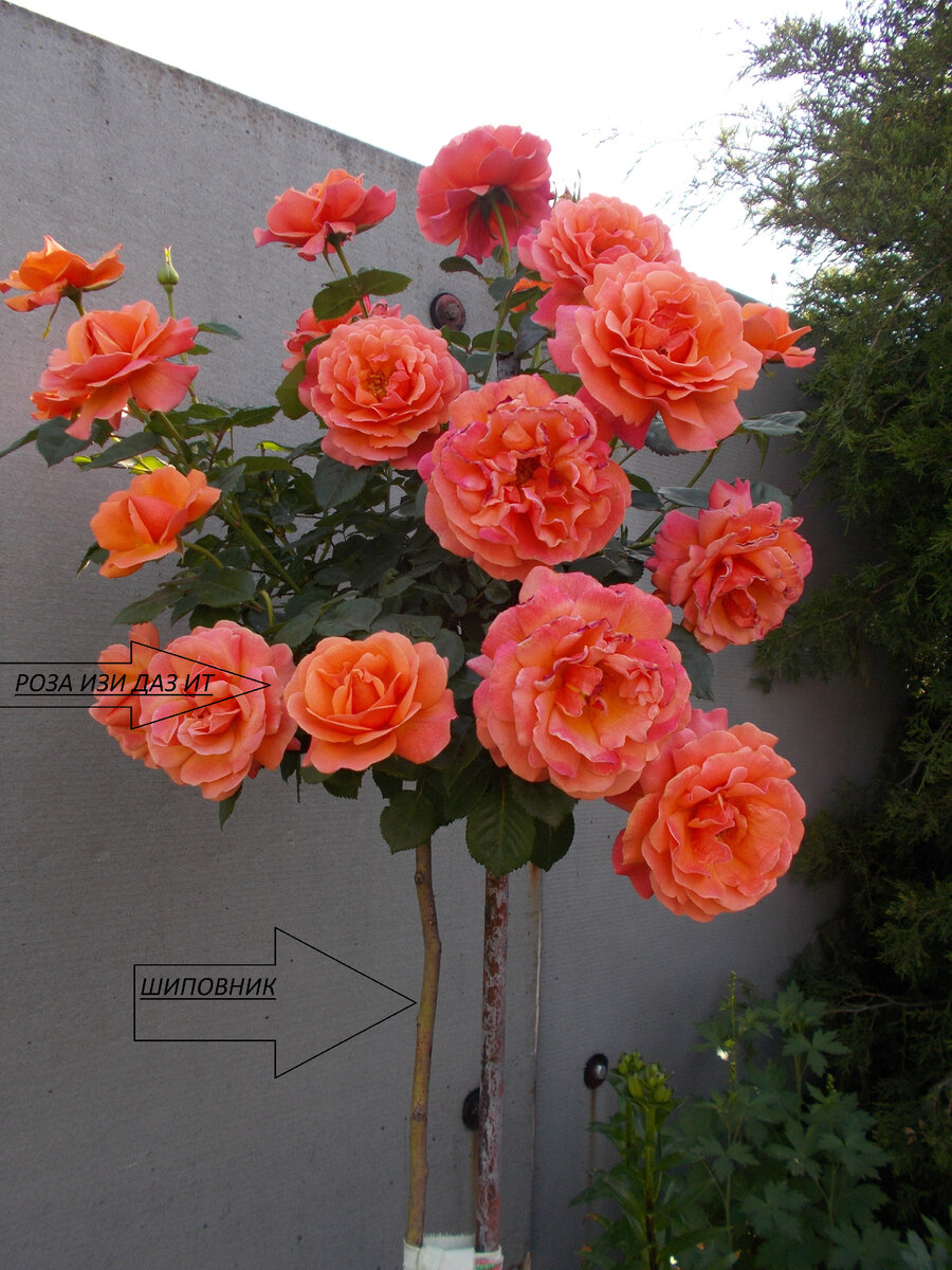 Первогодка Easy Does It (Изи Даз Ит) на штамбе