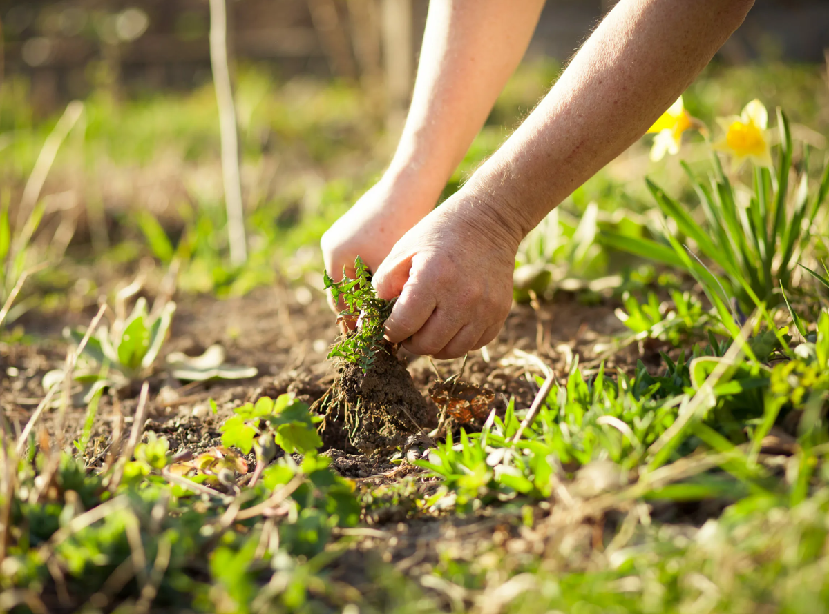 I like planting