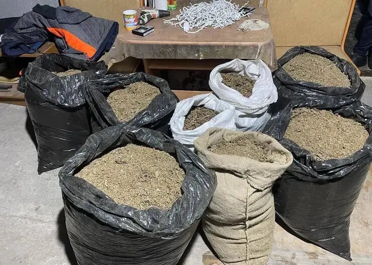 Найденная конопля.