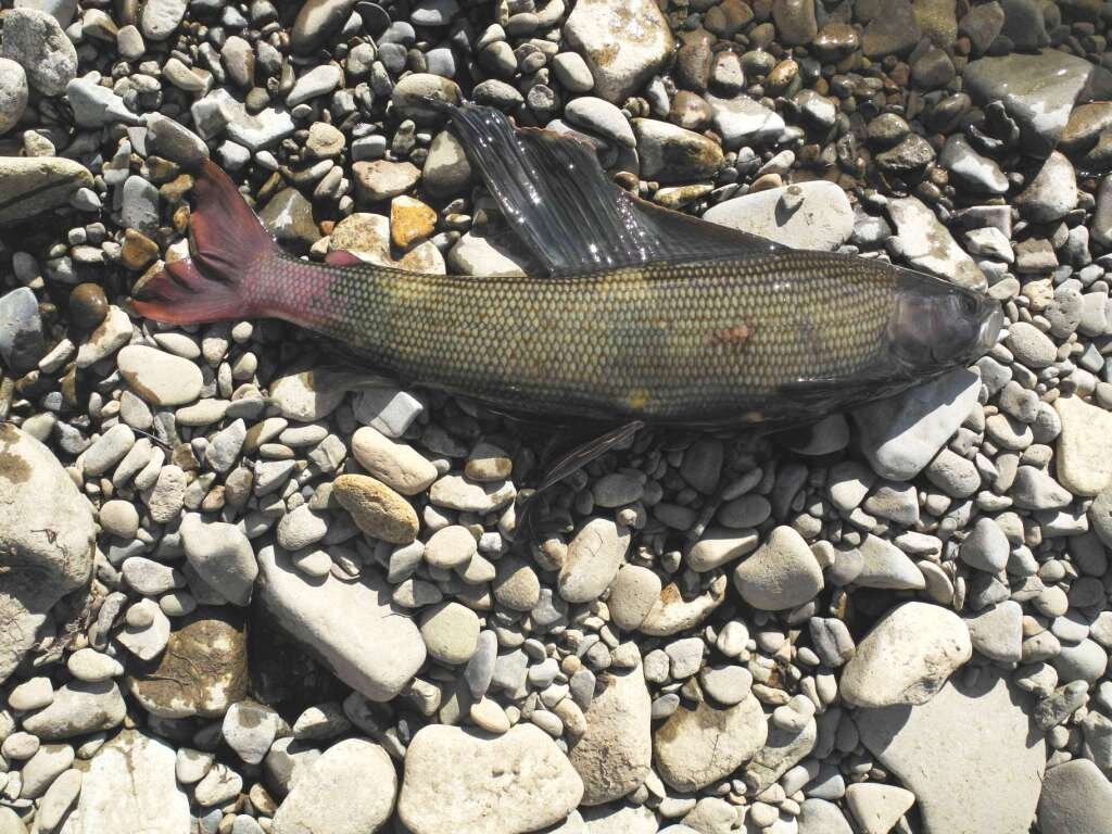 Хариус. Вес 900 г. Фото автора.