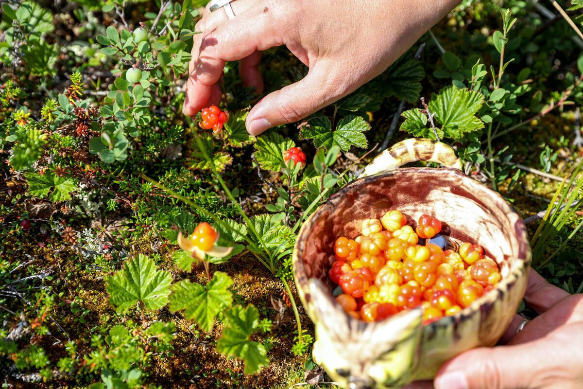 Ягода, которую можно собирать только чистыми руками. Морошка. Почему только  чистыми? | Блокнот локаций | Дзен