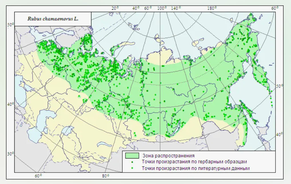 Морошка где растет карта