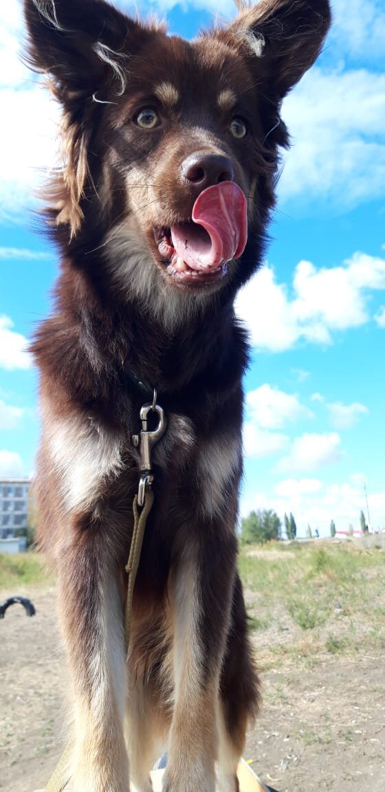 Разбудильник