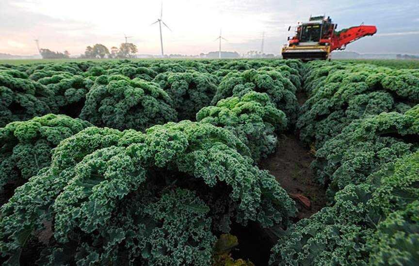 Оказывается, что уже давно целое производство такой капусты по миру... Фото из свободного доступа. Картина эта, кстати, довольно пугающая своей индустриальностью всего: ветряки, комбайн, сама гигантсткая капуста, объемы ее полей...