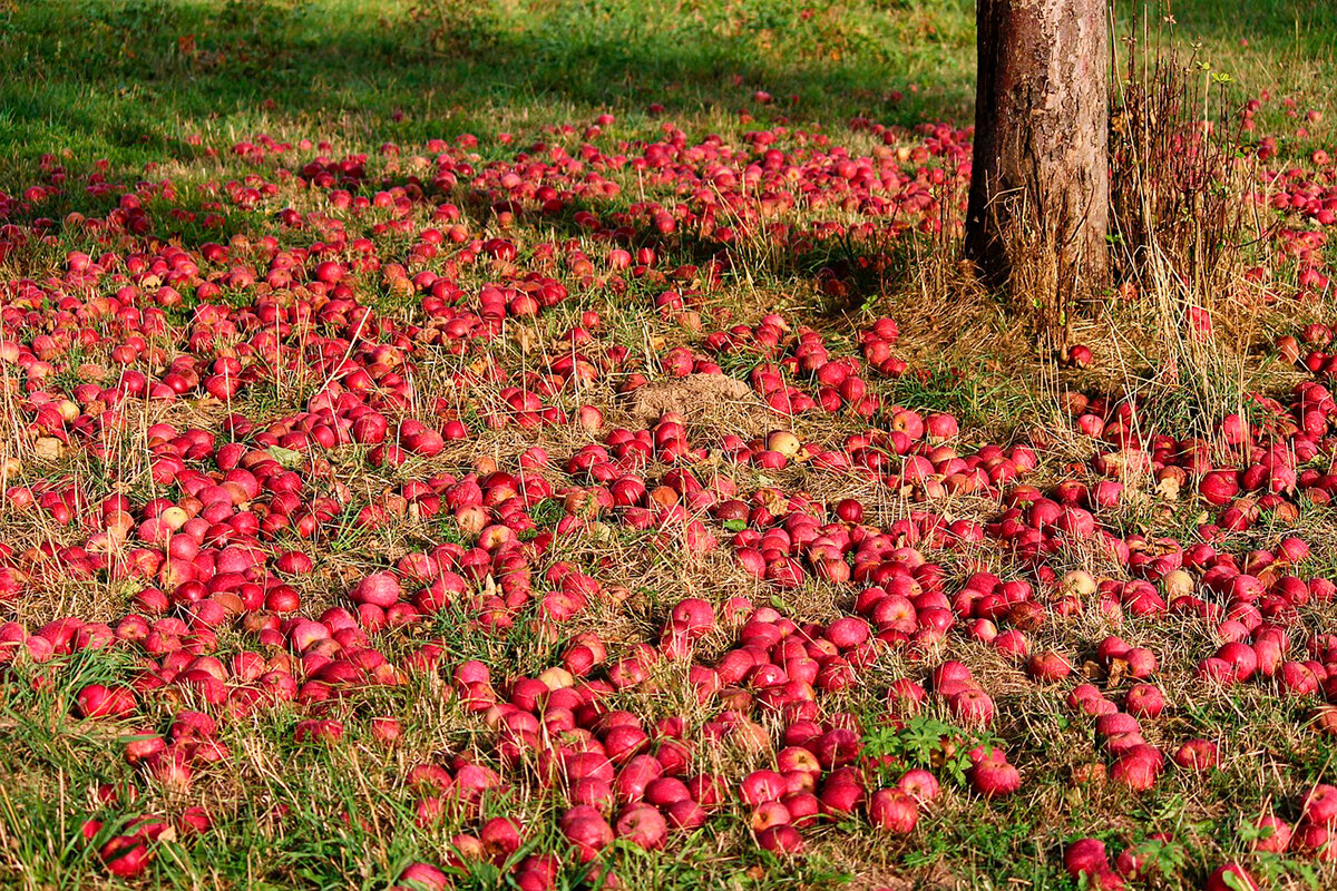    Фото: manfredrichter / Pixabay.com