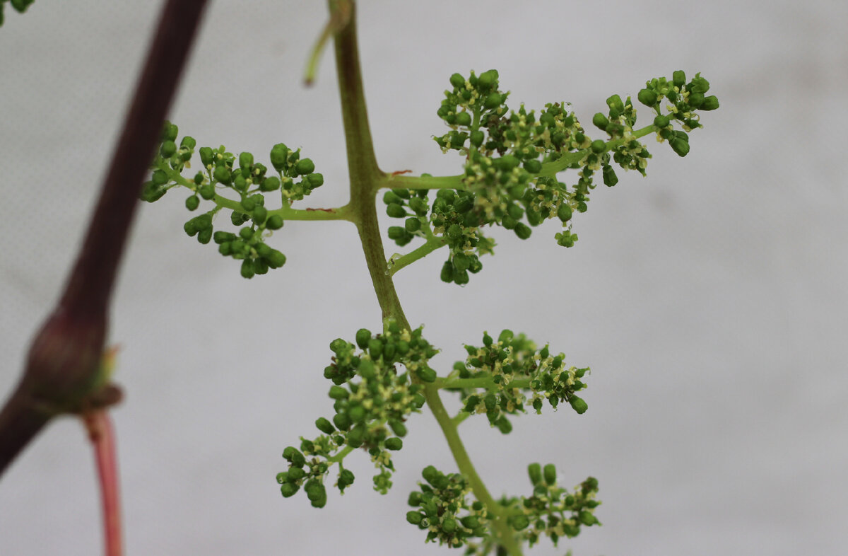 Талисман. Начало цветения.